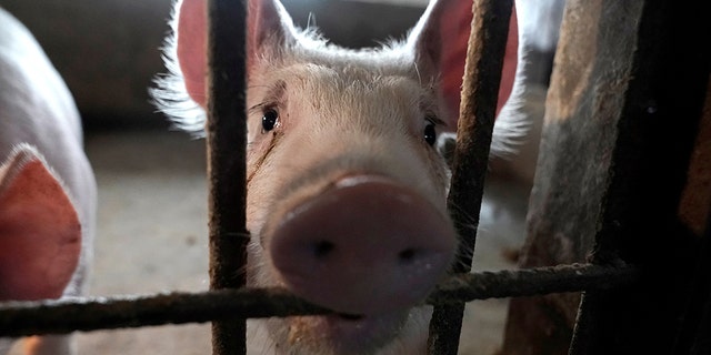 Two surviving pigs are pictured in a pigpen at a village in Henan province, China January 13, 2020.