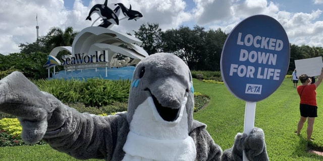 "SeaWorld can't defend its indefensible dolphin-breeding program or find another replacement CEO, because everyone knows this ship is sinking," a spokesperson for PETA said in a statement concerning Thursday's protests.