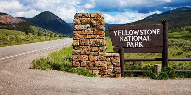 Guests are warned from getting too close to the bison while inside the park, which are wild and known to charge