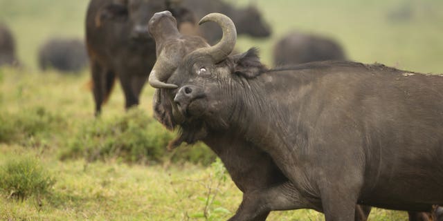 Dueling on the banks of Lake Nakuru National Park in Kenya the two titans can be seen become tangled in each other's horns.