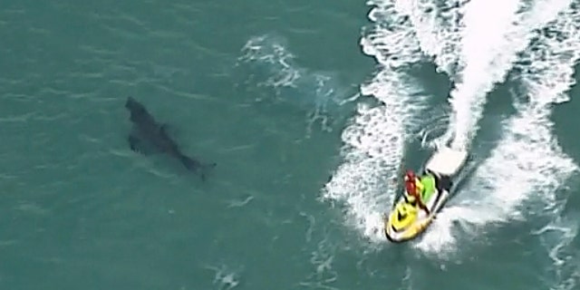 At least four people have died in shark attacks in Australia this year. The last happened in June near Kingscliff in New South Whales.