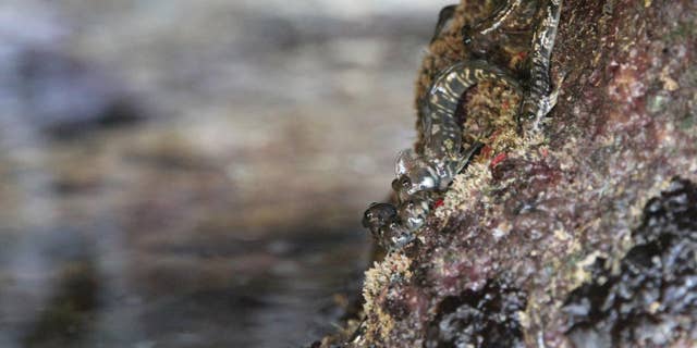 A group of Pacific leaping blennies out of the water on the foreshores of Guam. (Credit: Terry Ord, UNSW Sydney)