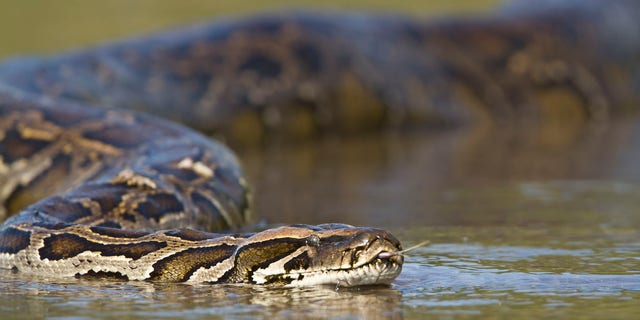 Asian Python in river in Nepal