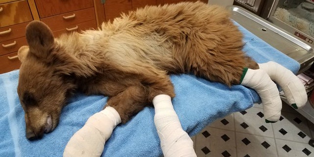 A young bear that had its feet “badly burned” in the East Canyon Fire is expected to make a full recovery after it was rescued by Colorado Parks and Wildlife Officers.