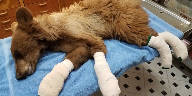 A young bear that had its feet “badly burned” in the East Canyon Fire is expected to make a full recovery after it was rescued by Colorado Parks and Wildlife Officers.