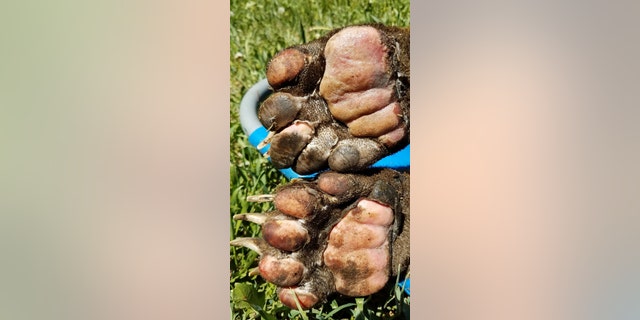 A young bear that had its feet “badly burned” in the East Canyon Fire is expected to make a full recovery after it was rescued by Colorado Parks and Wildlife Officers.