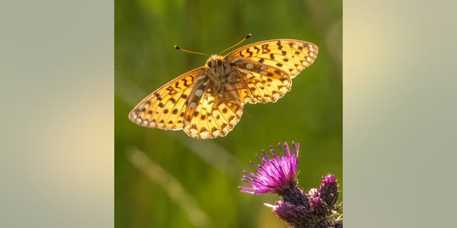 These incredible close-up images show two of the UK's most rarely seen and endangered butterflies gracefully taking flight from flowers at a nature reserve. (Credit: SWNS)