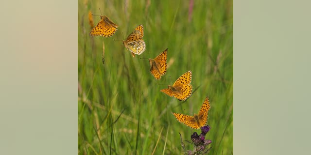 A dark green fritillary butterfly flight sequence. (Credit: SWNS)