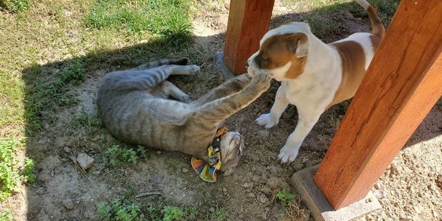 This is the moment a puppy and cat who became best friends said goodbye when Elvis was finally adopted by his new family. (Credit: SWNS)
