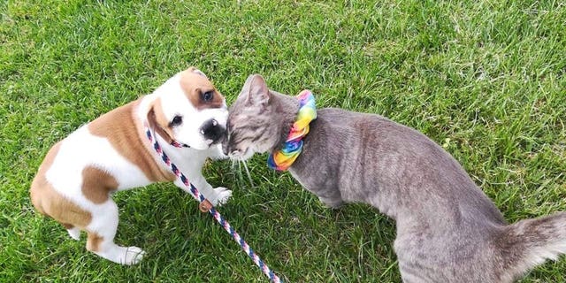 This is the moment a puppy and cat who became best friends said goodbye when the Staffy was finally adopted by his new family. (Credit: SWNS)