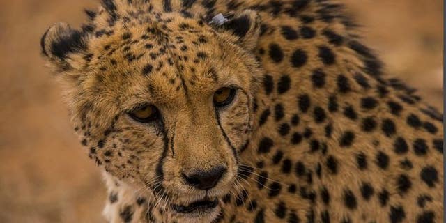 Cheetah with ear tag.