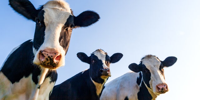 Cows in the pasture are curious about a camera. (iStock)