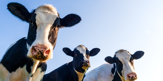 Cows in a pasture. Cows like to be petted and scratched under their chins, according to farmers from the Rose Bridge Farm and Sanctuary. 