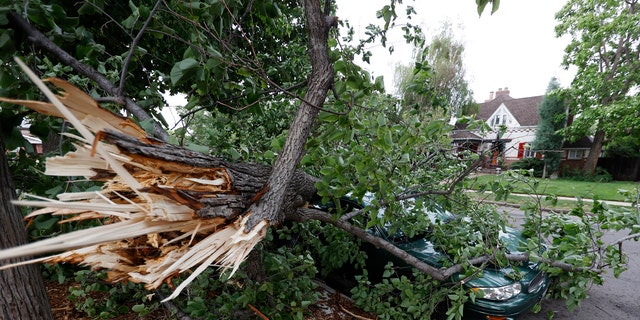 A branch from a large tree lays on a sedan parked along Franklin Street after a storm packing high winds and rains ripped through the region Saturday, June 6, 2020, in Denver.