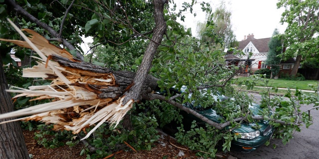 A branch from a large tree lays on a sedan parked along Franklin Street after a storm packing high winds and rains ripped through the region Saturday, June 6, 2020, in Denver.