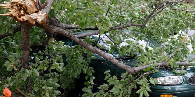 A tree limb lays on a sedan after a storm packing high winds and rains ripped through the region Saturday, June 6, 2020, in Denver.