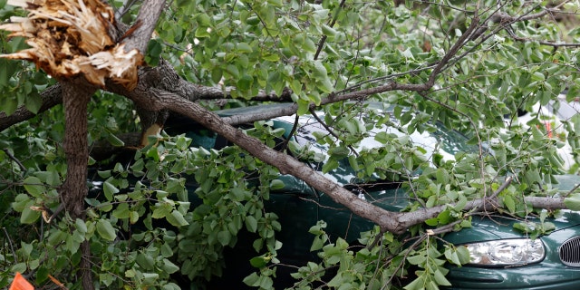 A tree limb lays on a sedan after a storm packing high winds and rains ripped through the region Saturday, June 6, 2020, in Denver.