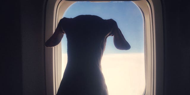 Deepika Singh, a Mumbai-based cybersecurity researcher, is working with Rahul Muchhal of Accretion Aviation to organize a private flight to return stranded pets to their families.