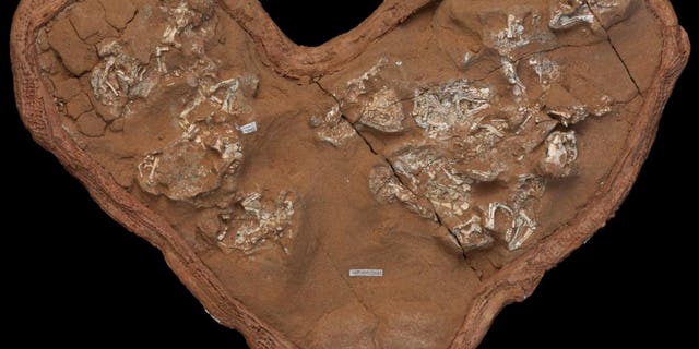 The clutch of fossilized Protoceratops eggs and embryos examined in this study was discovered in the Gobi Desert of Mongolia at Ukhaa Tolgod. (Credit: M. Ellison/©AMNH)