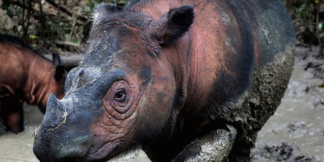 The Sumatran rhino (Dicerorhinus sumatrensis) is one of the most endangered mammals on Earth. Approximately 80 individuals remain in northern Sumatra, Indonesia, but poaching for their tusks and habitat loss threaten them with extinction. (Credit: Rhett Buttler/Mongabay)