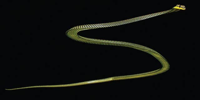 The paradise tree snake mid-glide.