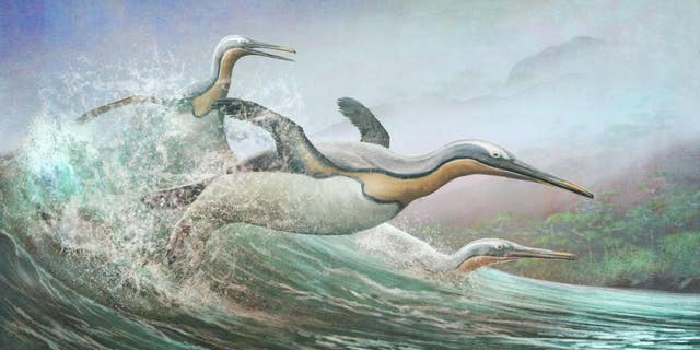 The giant penguins, like these Kumimanu, that lived in Aotearoa New Zealand around 60 million years ago bore a striking resemblance to some plotopterids.