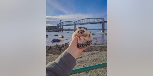 Winston by the Saltash Passage. A pet hedgehog has become a social media 'celebrity' after being pictured at famous landmarks while on a walk with its owner. See SWNS story SWPLhedgehog. A pet hedgehog has become a social media 'celebrity' after being pictured at famous landmarks while on a walk with its owner. Georgie Andrews, 23, has a pet African pigmy hedgehog called Winston Churchquill and the pair are inseparable. So much so, that on a recent walk around Plymouth, Devon, Georgie decided to take Winston with her. She photographed the tiny mammal in front of many iconic sights in the city, including the Hoe, the Barbican, and the Naval Memorial.