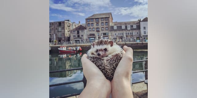 Winston at the The Barbican and Sutton Harbour. A pet hedgehog has become a social media 'celebrity' after being pictured at famous landmarks while on a walk with its owner. See SWNS story SWPLhedgehog. A pet hedgehog has become a social media 'celebrity' after being pictured at famous landmarks while on a walk with its owner. Georgie Andrews, 23, has a pet African pigmy hedgehog called Winston Churchquill and the pair are inseparable. So much so, that on a recent walk around Plymouth, Devon, Georgie decided to take Winston with her. She photographed the tiny mammal in front of many iconic sights in the city, including the Hoe, the Barbican, and the Naval Memorial.