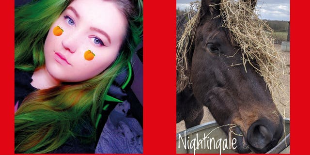 horse sanctuary matches people's diy haircuts to horse manes