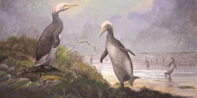 Plotopterids like these Copepteryx grew to enormous sizes.