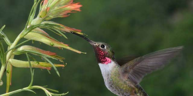 To other birds, this male’s magenta throat feathers likely appear as an ultraviolet plus purple combination color. (Credit: David Inouye, University of Maryland-College Park)
