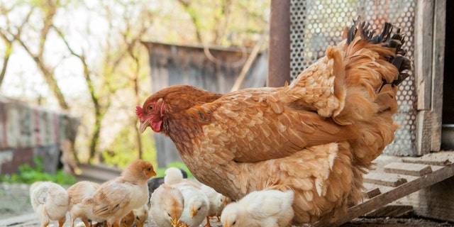 Cdc Tells Public To Not Kiss Or Snuggle Chickens Ducks Backyard Poultry Amid Salmonella 