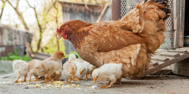 The latest salmonella outbreaks linked to contact with backyard poultry have resulted in one person’s death and 86 hospitalizations, the CDC recently reported.