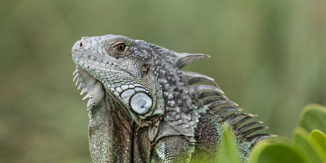 Though the lizard was housed in a separate mini-freezer, and not with the restaurant’s food storage, it was still a violation of health code.