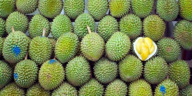 Stacked fruit and socalled Singaporean King of fruits Durian. Night shot. Fruit is quite tasting very strong and popular one for real Singaporean people. For foreigners mostly to strong smelling and tasting. One fruit is opened to see inner yellow pulp. Fruit is only available around Singapore and Maylasia.