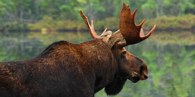 Chocolate moose, anyone? Maine attraction, made of confectionary staple ...