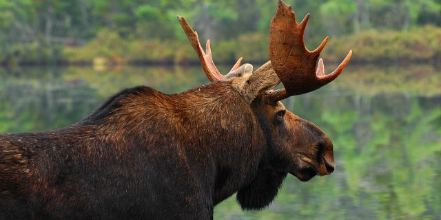 A close-up of a real bull moose looking across the pond in Maine. At 25 years old, Lenny has outlived his wildlife counterparts, most likely.