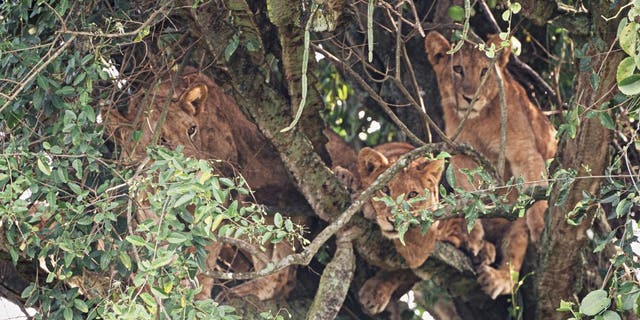 positive news The euphorbia tree is a tree native to southern areas of Africa that sprouts huge spikey cactus-like branches. (Credit: SWNS)