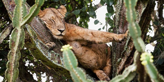 positive news This is the moment a photograph captured a pack of lazy lions choosing to take a nap on the branches of a huge cactus-like tree, the euphorbia tree. (Credit: SWNS)
