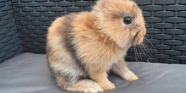 Leo the bunny was the only one of his eight siblings to enter the world without its trademark floppy lugs. (Credit: SWNS)