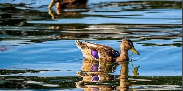  Mallard with solar GPS tag. © Sergio Izquierdo