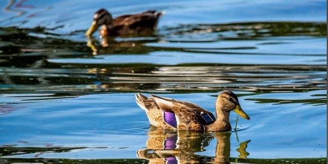  Mallard with solar GPS tag. © Sergio Izquierdo