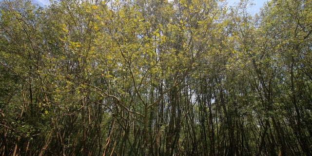 The view of mangrove forests in the Way Kambas National Park area, Sumatra. In addition to preventing coastal abrasion, the mangrove forests are used by residents to store and dock boats.