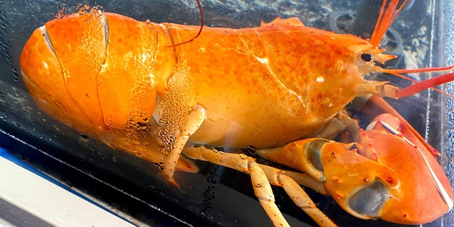 Arnold’s Lobster and Clam Bar in Eastham revealed the rare catch, pictured, on social media on Sunday.