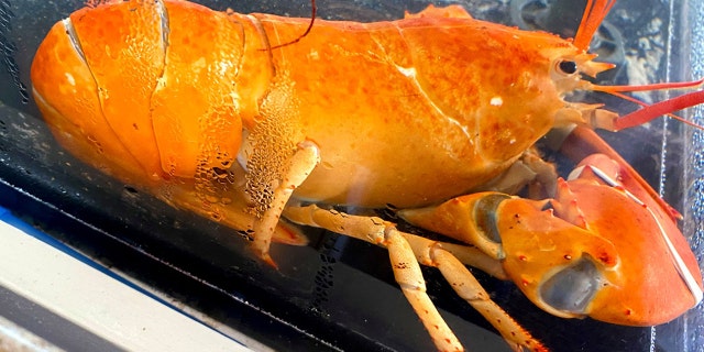 Arnold’s Lobster and Clam Bar in Eastham revealed the rare catch, pictured, on social media on Sunday.