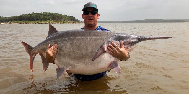 James Lukehart landed the possible world-breaking catch weighing 146 pounds, 11 ounces, and measuring 70.5 inches with a 45-inch girth Sunday while fishing in Keystone Lake.