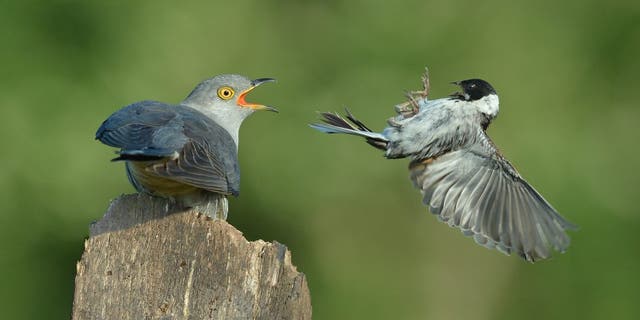 The larger birds can be seen with their jaws agape as they bear down over the smaller creatures, which are a bunting and a warbler. (Credit: SWNS)