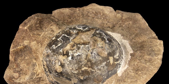 This fossilized egg was laid by Mussaurus, a long-necked, plant-eating dinosaur that grew to 20 feet in length and lived between 227 and 208.5 million years ago in what is now Argentina.