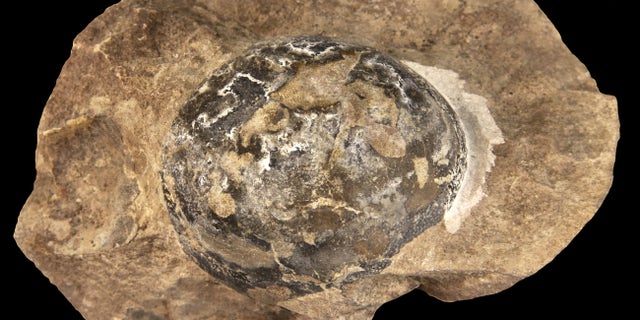 This fossilized egg was laid by Mussaurus, a long-necked, plant-eating dinosaur that grew to 20 feet in length and lived between 227 and 208.5 million years ago in what is now Argentina.