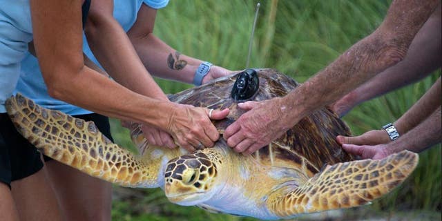 In this photo provided by the Florida Keys News Bureau, staff from The Turtle Hospital and the Sea Turtle Conservancy carry "Maisy" to a Florida Keys beach to be released Friday, June 19, 2020, in Marathon, Fla.